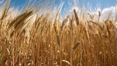 Mercados: ¿se viene la suba de precios para el trigo argentino?