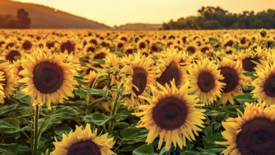 Crece la demanda de semillas de girasol ante la expectativa de crecimiento del área