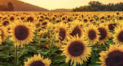 Crece la demanda de semillas de girasol ante la expectativa de crecimiento del área