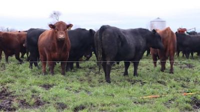 Proyectan buenos precios ganaderos para el mediano plazo