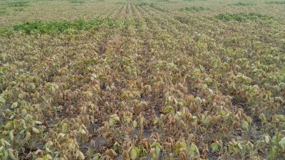 La sequía limita la siembra de la soja de segunda en la zona núcleo