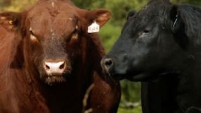 Inflación: la carne vacuna se desacelera tras el fuerte salto de febrero y podría aliviar el IPC de marzo