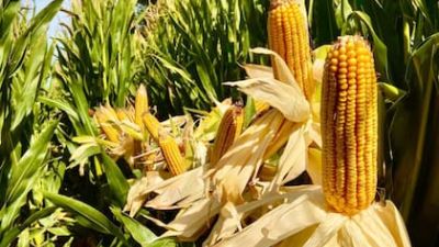 “La gran cosecha argentina”: el agro cerrará el primer cuatrimestre con un récord de 40 millones de toneladas exportadas