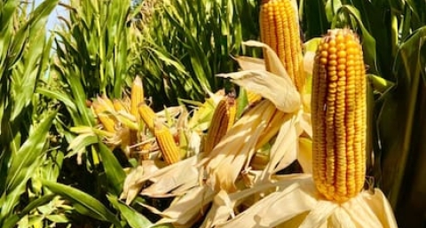 “La gran cosecha argentina”: el agro cerrará el primer cuatrimestre con un récord de 40 millones de toneladas exportadas