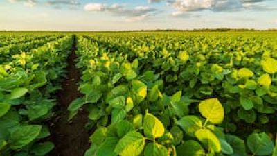 La soja se consolida como reserva de valor y se empieza a mover el trigo 2026/27
