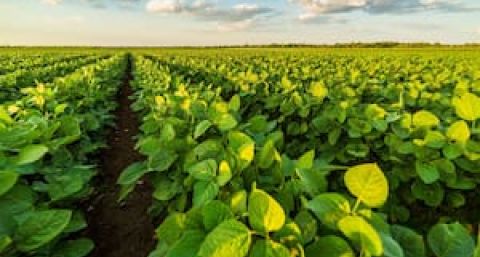 Con precios sostenidos, la soja recupera superficie de cultivo