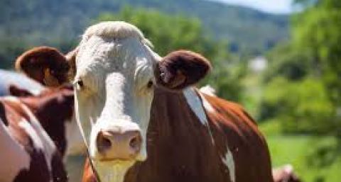 Vacunos: cierre de semana positivo en el Mercado Agroganadero de Cañuelas