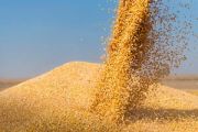 combine-harvester-pours-corn-maize-AEDJNH5ZSZBSPOTV7RALRK4IVU.jpg