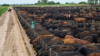 El maíz tiene un valor estratégico en la nueva demanda mundial de carne