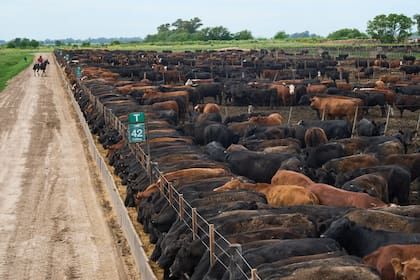 transformacion-de-grano-en-carne-ap-photorodrigo-VOPRBQUU5BFKTOSSW63C6ONL3Q.jpg