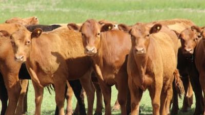 “Señal de inicio": la Rural explicó por qué subió la carne y cuál es el fenómeno que vino para quedarse