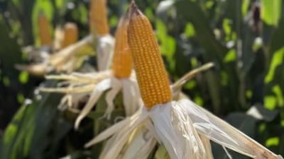 “Ya tenemos 24.000 hectáreas”: una provincia cuenta con las dos condiciones ideales para un cultivo y vive un boom