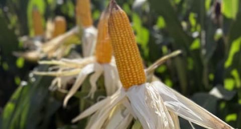 “Ya tenemos 24.000 hectáreas”: una provincia cuenta con las dos condiciones ideales para un cultivo y vive un boom
