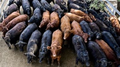 El Gobierno presentó el plan ganadero al Consejo Agroindustrial: las principales medidas