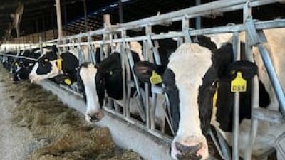 US$3700 millones: el Gobierno informó que en 2025 la llegada de dólares con la carne vacuna fue récord