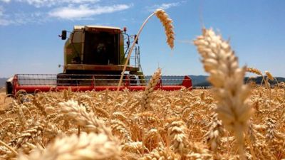 El lado B de la supercosecha de trigo: cayeron los precios a nivel local e internacional