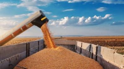 Boom de soja al mundo: agosto se encamina a marcar un récord exportador y China es la gran protagonista