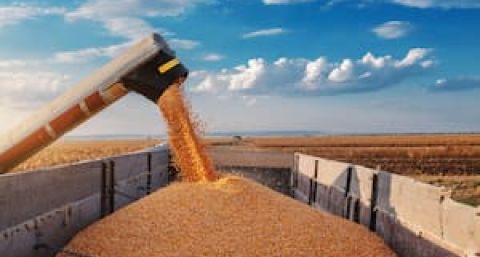Boom de soja al mundo: agosto se encamina a marcar un récord exportador y China es la gran protagonista
