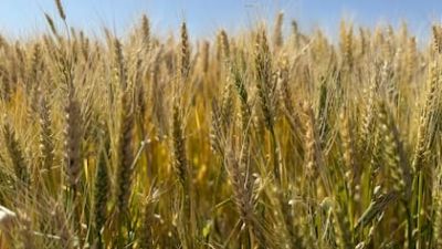 El momento del trigo: por la supercosecha creció un 24% el ingreso de camiones a los puertos